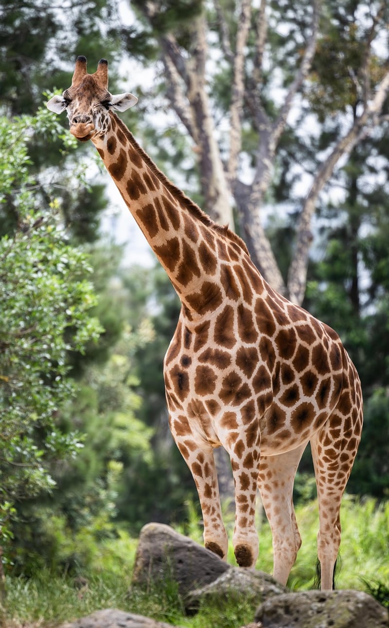 Giraffe Safari